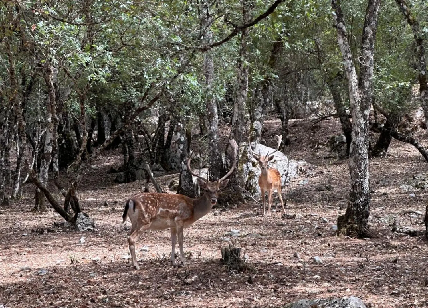 Nyaraló Casa Maria En Linarejos Villa Orcera